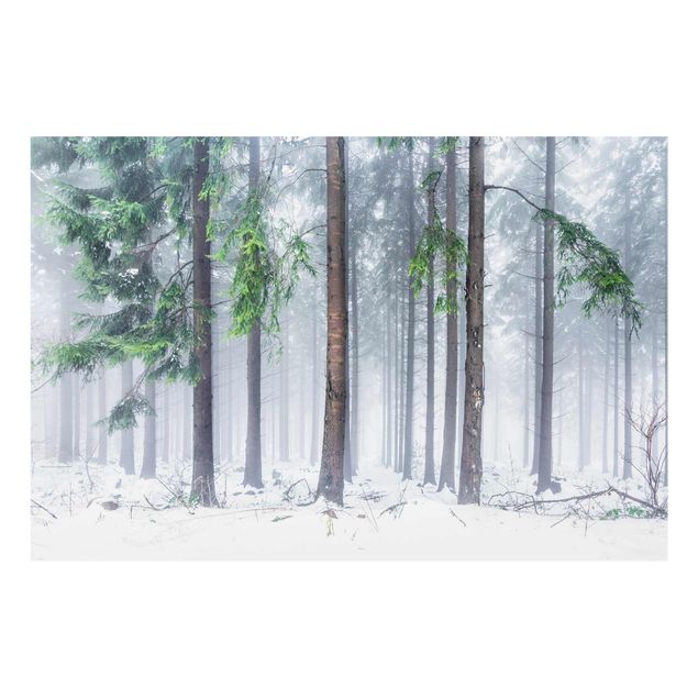 Glasbild - Nadelbäume im Winter - Querformat 3:2