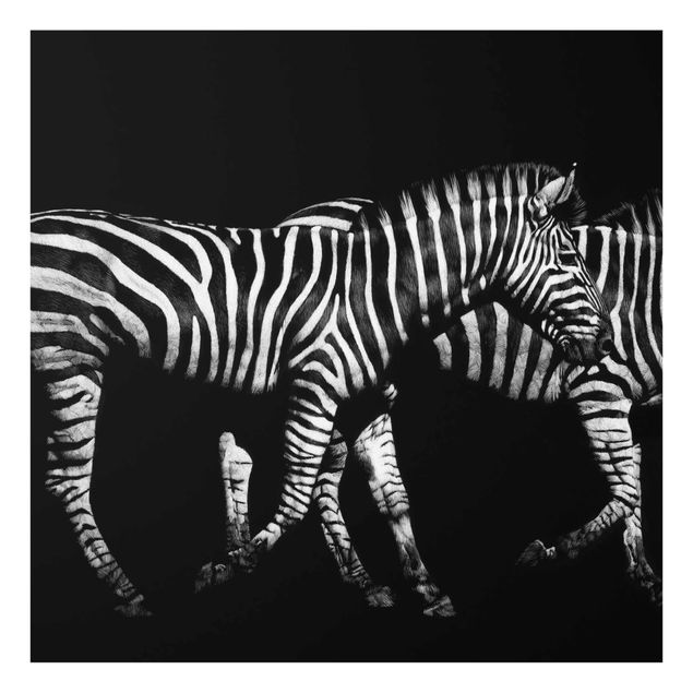 Glasbild - Zebra vor Schwarz - Quadrat 1:1