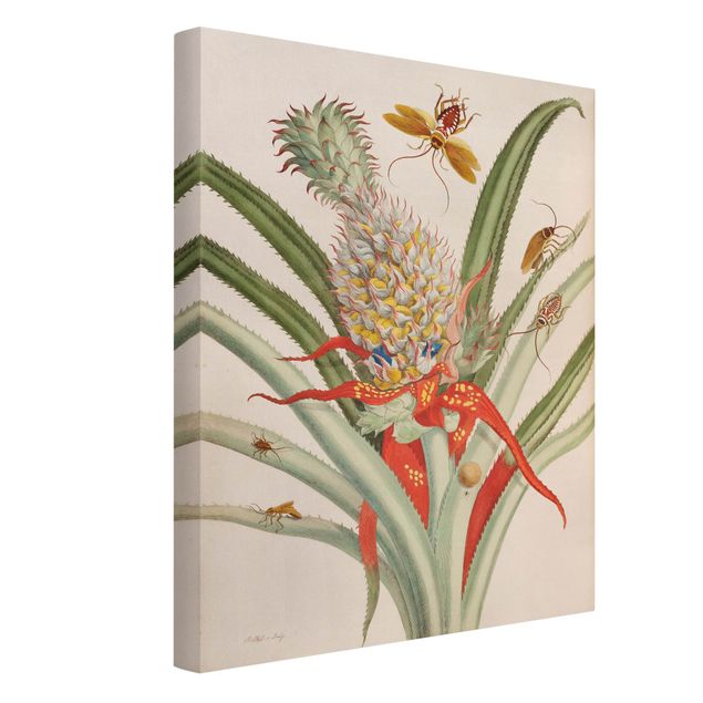 schöne Leinwandbilder Anna Maria Sibylla Merian - Ananas mit Insekten