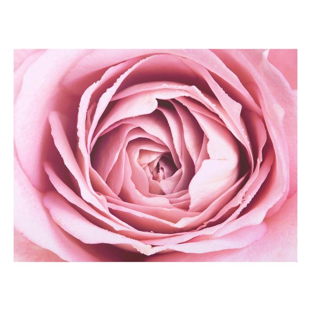 Bilder auf Glas Rosa Rosenblüte