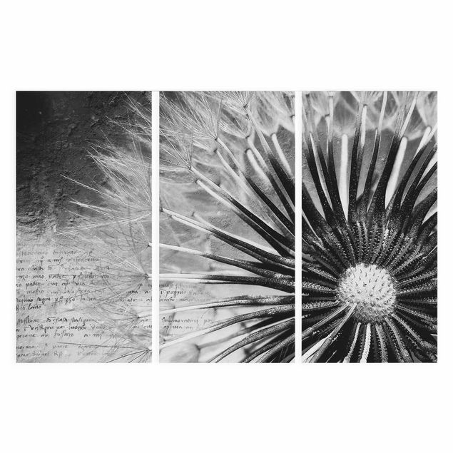schöne Leinwandbilder Pusteblume Schwarz & Weiß