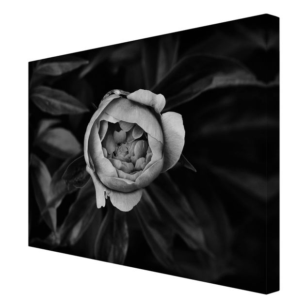 Leinwandbild - Pfingstrosenblüte vor Blättern Schwarz Weiß - Querformat 3:4