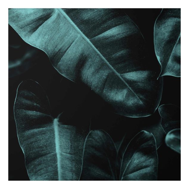 Bilder auf Glas Dschungel Blätter Dunkelgrün