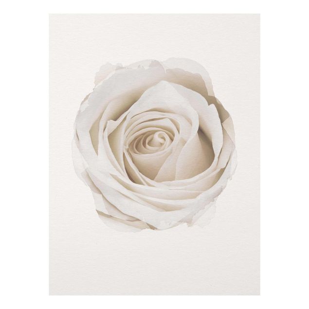 Bilder auf Glas Wasserfarben - Pretty White Rose