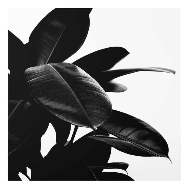Bilder Gummibaum Blätter Schwarz Weiß