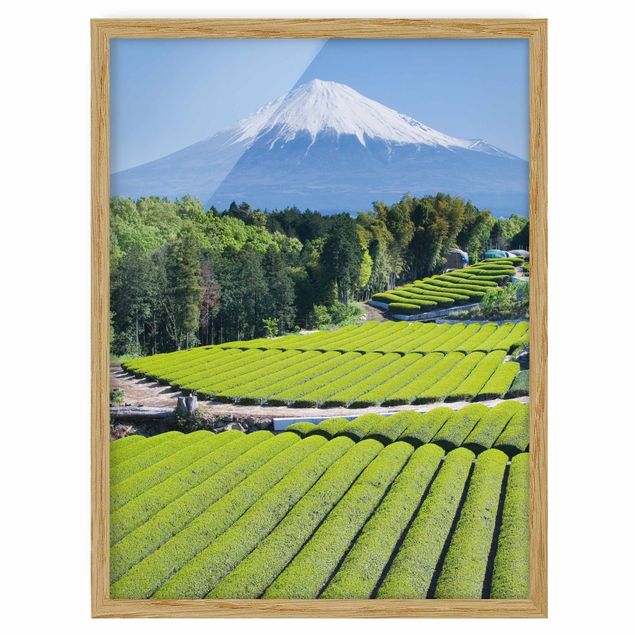 Wandbilder mit Rahmen Teefelder vor dem Fuji