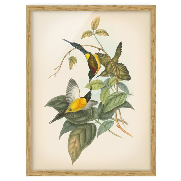 Wandbilder Vintage Illustration Tropische Vögel IV