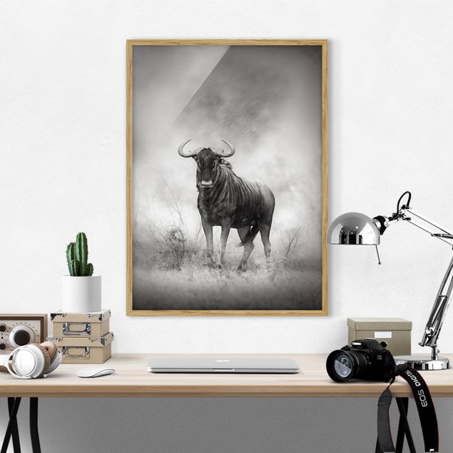 Moderne Bilder mit Rahmen Staring Wildebeest