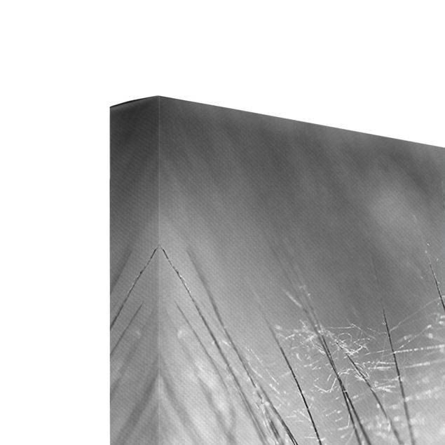 Leinwandbild 3-teilig - Pusteblumen Makroaufnahme in schwarz weiß - Hoch 1:2