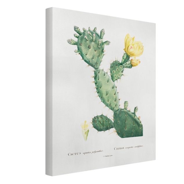 Leinwandbilder Botanik Vintage Illustration Kaktus mit gelber Blüte