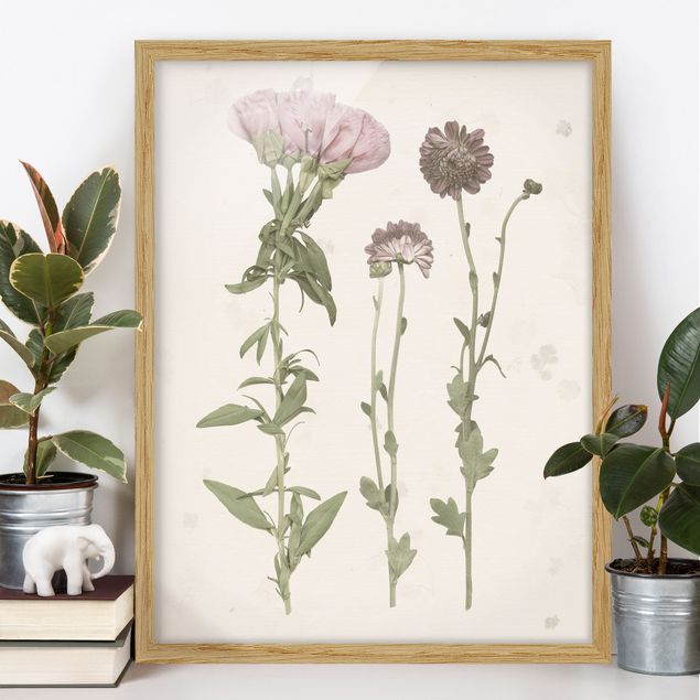 Vintage Bilder mit Rahmen Herbarium in rosa III