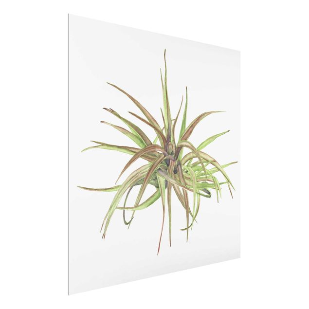 Glasbild - Luftpflanze Aquarell II - Quadrat 1:1