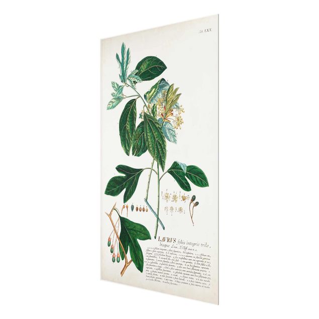 Glasbild - Vintage Botanik Illustration Lorbeer - Hochformat 3:2