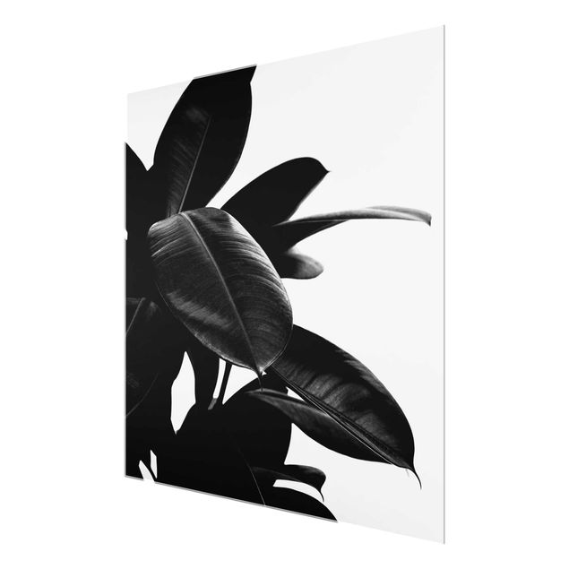 Glasbilder Gummibaum Blätter Schwarz Weiß