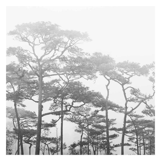 Fototapete - Baumkronen im Nebel Schwarz Weiß - Fototapete