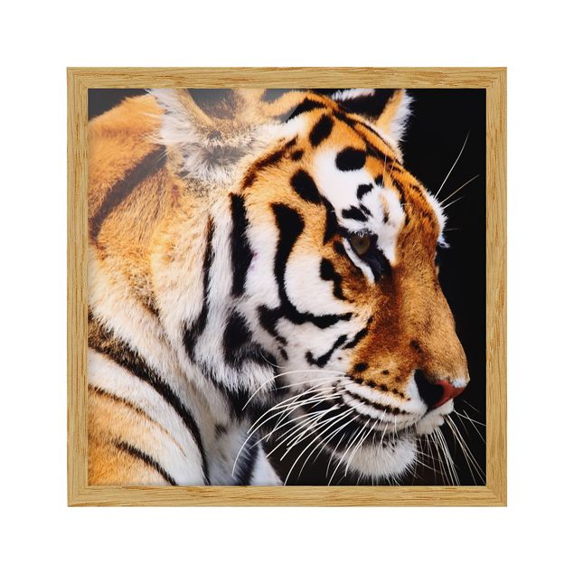 Bilder mit Rahmen Tiger Schönheit