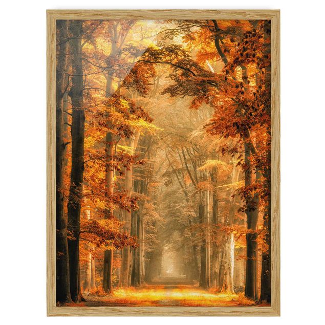 Bilder Märchenwald im Herbst