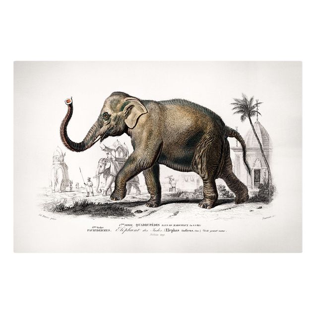 Wandbilder Vintage Lehrtafel Elefant