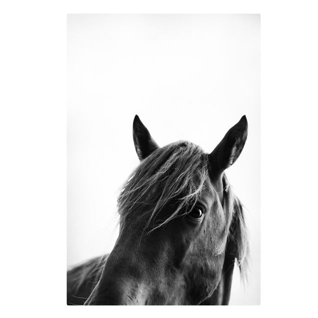 schöne Leinwandbilder Neugieriges Pferd