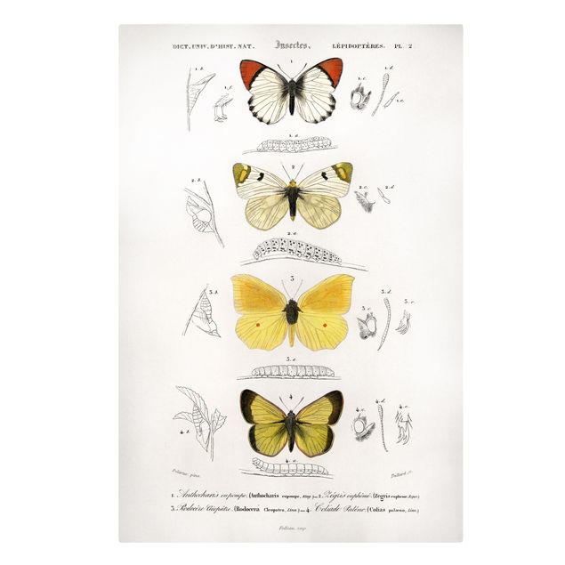 schöne Leinwandbilder Vintage Lehrtafel Schmetterlinge II