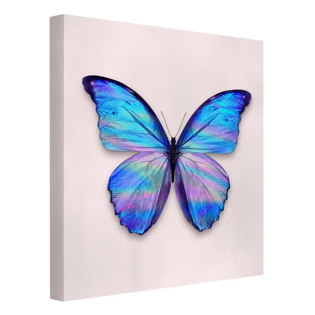 Jonas Loose Bilder Holografischer Schmetterling
