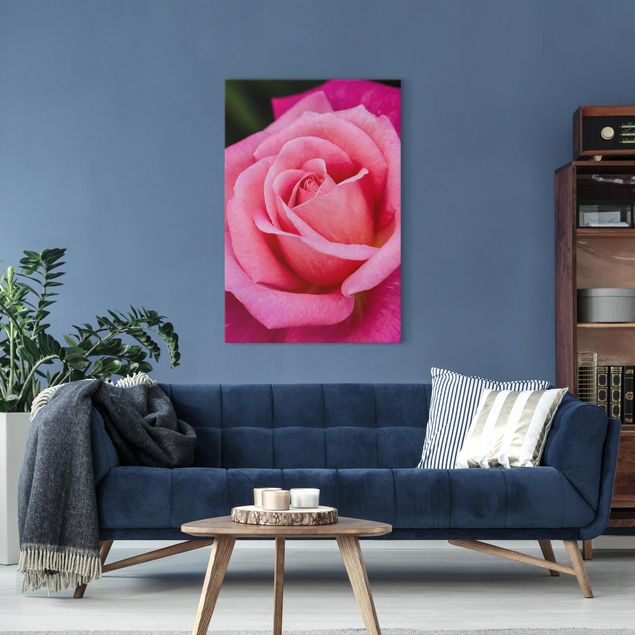 schöne Bilder Pinke Rosenblüte vor Grün