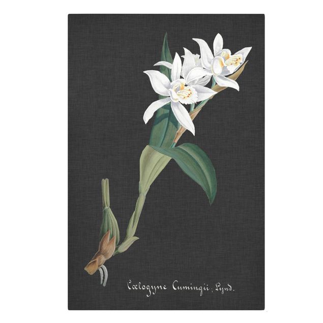 Wandbilder Weiße Orchidee auf Leinen II