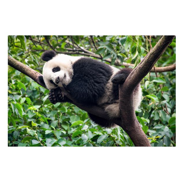 Leinwandbilder kaufen Schlafender Panda auf Ast