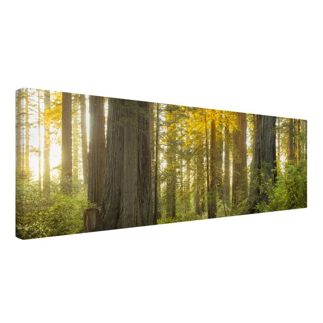 schöne Bilder Redwood National Park