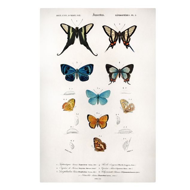 Leinwandbilder kaufen Vintage Lehrtafel Schmetterlinge I