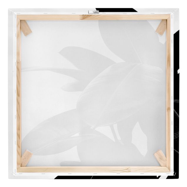 Leinwandbild - Gummibaum Blätter Schwarz Weiß - Quadrat 1:1