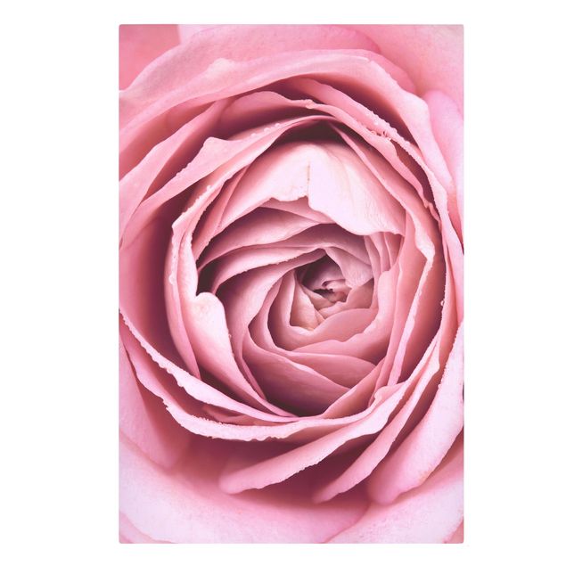 Leinwandbild - Rosa Rosenblüte - Hochformat 3:2