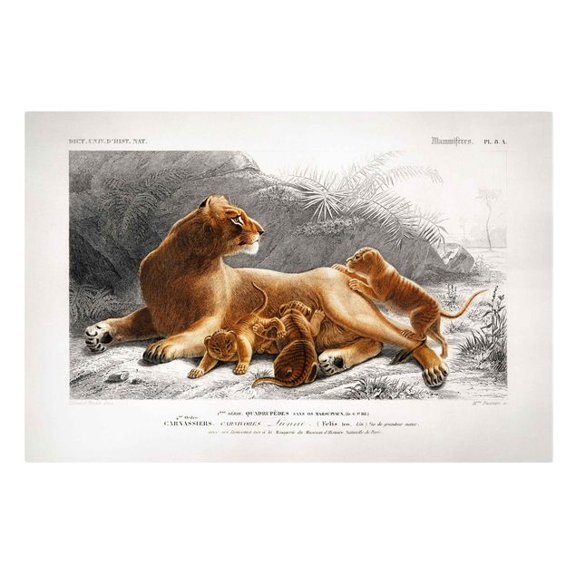Bilder Vintage Lehrtafel Löwin und Löwenbabies