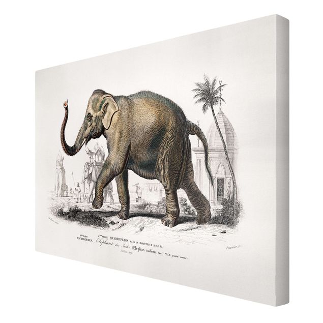 Leinwandbilder kaufen Vintage Lehrtafel Elefant