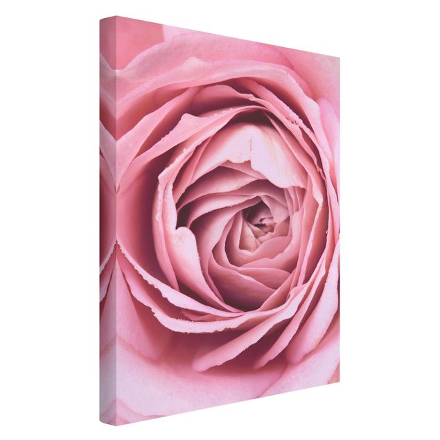 Leinwandbilder Rosa Rosenblüte