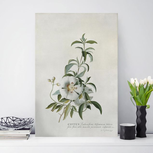 Blumenbilder auf Leinwand Georg Dionysius Ehret - Zistrose