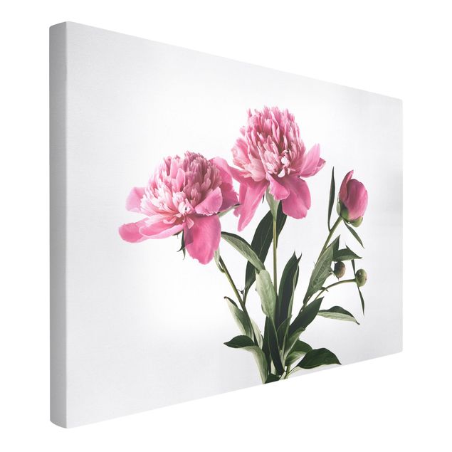 Leinwandbilder kaufen Blüten und Knospen Pink auf Weiß