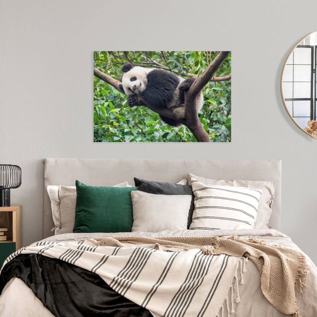 Leinwandbilder Tiere Schlafender Panda auf Ast