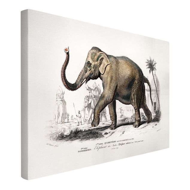 Leinwandbilder Tiere Vintage Lehrtafel Elefant