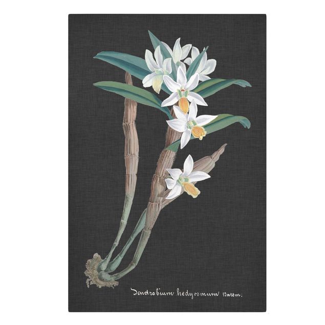 schöne Bilder Weiße Orchidee auf Leinen I