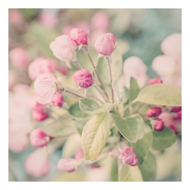 Leinwandbild - Apfelblüte Bokeh rosa - Quadrat 1:1