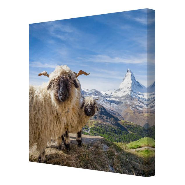 Leinwandbild - Schwarznasenschafe von Zermatt - Quadrat 1:1