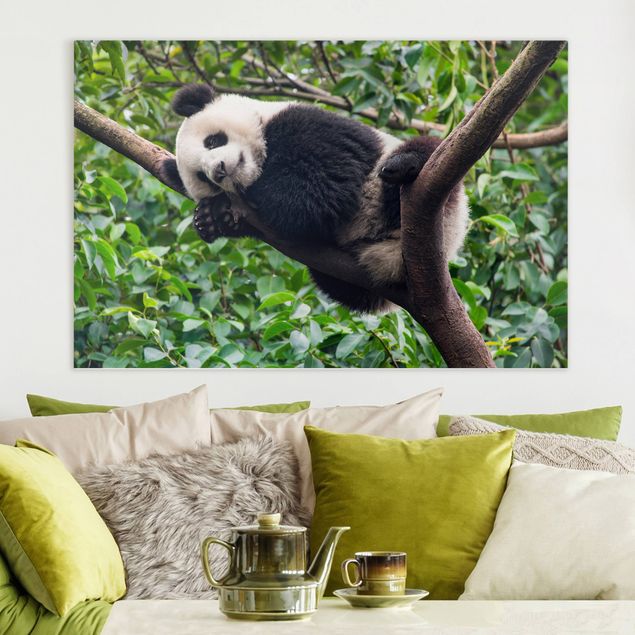 Natur Leinwand Schlafender Panda auf Ast
