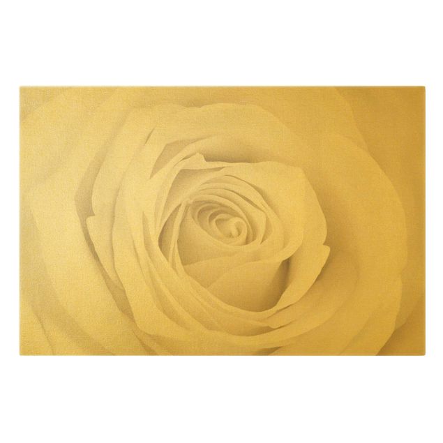 Leinwandbilder Pretty White Rose