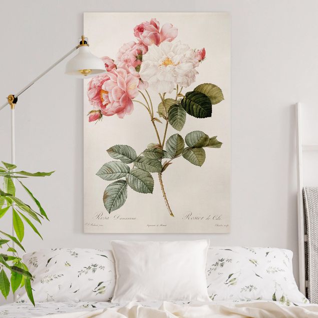 Blumenbilder auf Leinwand Pierre Joseph Redouté - Damaszener-Rose