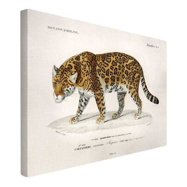 Leinwand Tiere Vintage Lehrtafel Jaguar