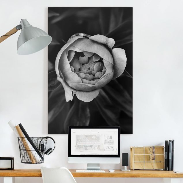 Rosen Bilder auf Leinwand Pfingstrosenblüte vor Blättern Schwarz Weiß