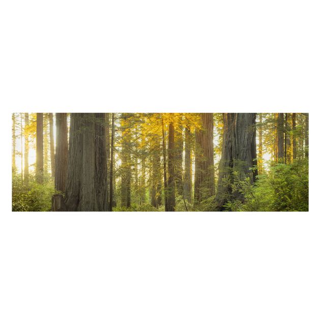 schöne Leinwandbilder Redwood National Park