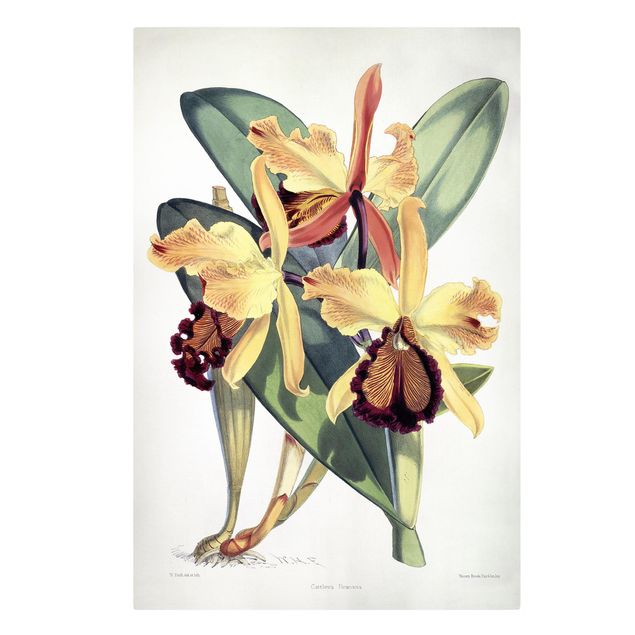 schöne Leinwandbilder Walter Hood Fitch - Orchidee
