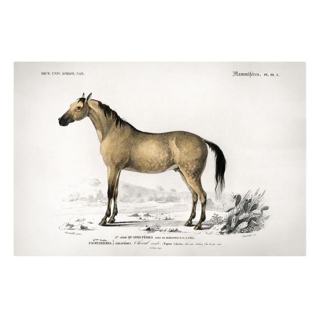 Leinwandbilder Vintage Lehrtafel Pferd